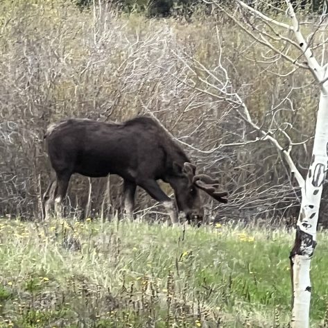 Elk IMG 2957